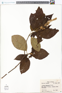 Clethra acuminata image