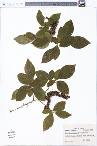 Leucothoe recurva image