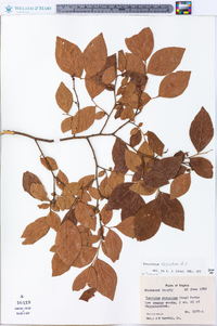 Vaccinium fuscatum image