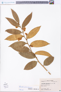 Leucothoe axillaris image