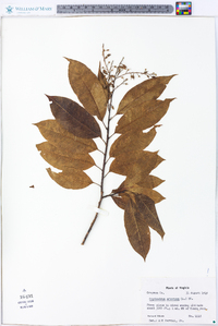 Oxydendrum arboreum image