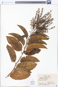 Oxydendrum arboreum image