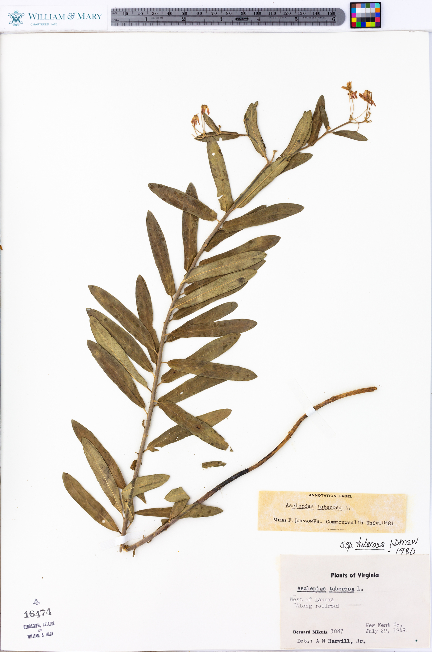 Asclepias tuberosa subsp. tuberosa image