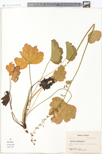 Heuchera americana image