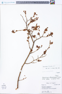 Vaccinium fuscatum image