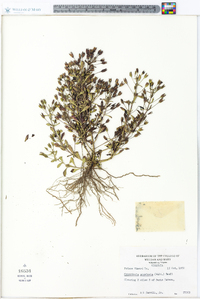 Mecardonia acuminata image