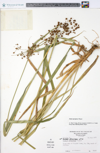 Scirpus georgianus image