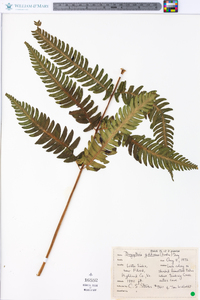 Dryopteris goldieana image