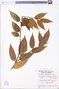 Leucothoe fontanesiana image