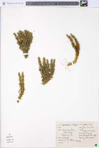 Lycopodium selago var. patens image