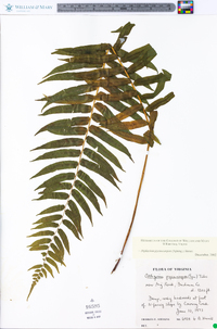 Athyrium pycnocarpon image