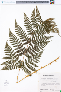 Dryopteris campyloptera image