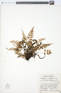 Asplenium x trudellii image