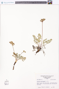 Lomatium foeniculaceum image
