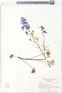 Delphinium nuttallianum image