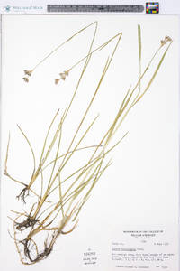 Juncus longistylis image