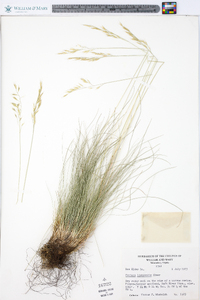 Festuca idahoensis image