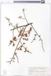 Ulmus alata image