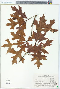 Quercus lyrata image