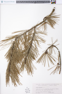 Pinus echinata image