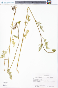 Daucus pusillus image