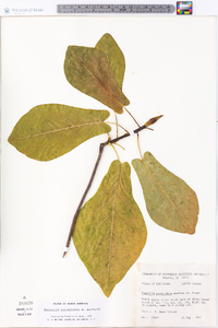 Magnolia pyramidata image