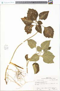 Pachysandra procumbens image