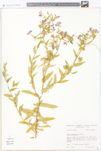 Phlox drummondii image