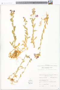 Phlox drummondii image