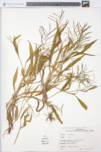 Paspalum fluitans image