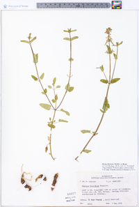 Stachys floridana image