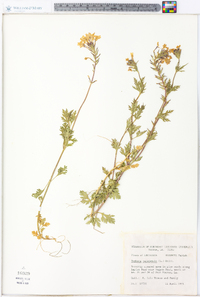 Verbena canadensis image