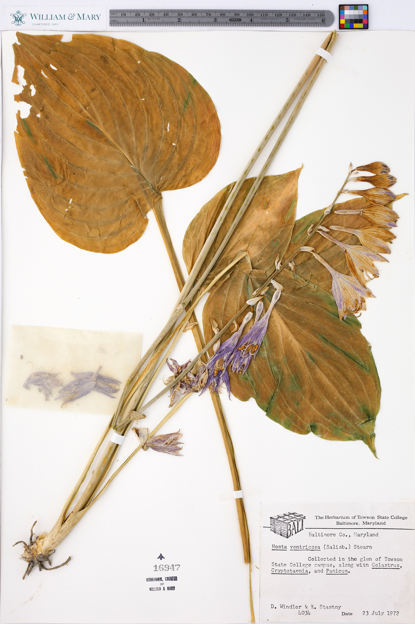 Hosta ventricosa image