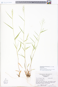 Dichanthelium dichotomum var. dichotomum image