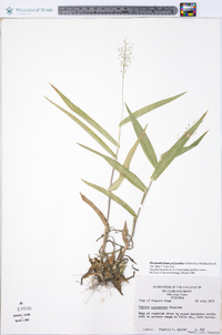 Dichanthelium polyanthes image