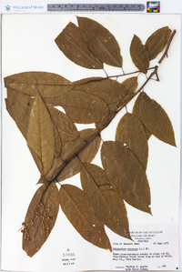 Oxydendrum arboreum image