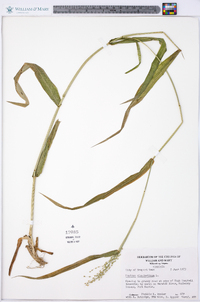 Panicum clandestinum image