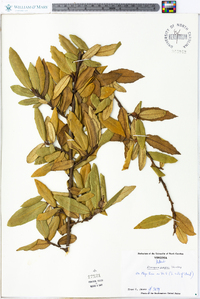 Elaeagnus pungens image