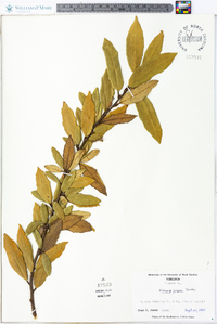 Elaeagnus pungens image