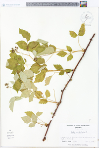 Rubus occidentalis image