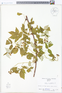 Rubus occidentalis image