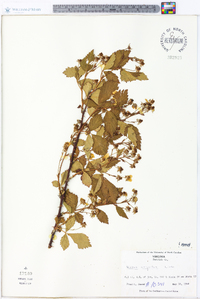 Rubus argutus image