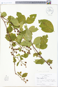 Rubus argutus image