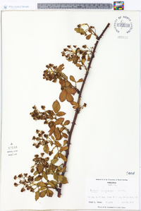 Rubus argutus image