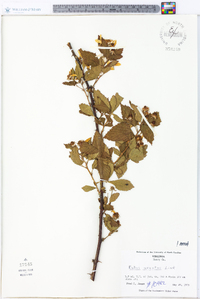 Rubus argutus image