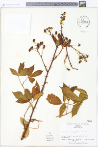 Rubus argutus image