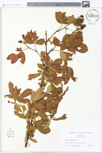 Rubus argutus image