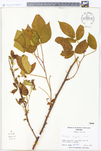 Rubus argutus image