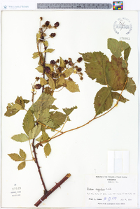 Rubus argutus image