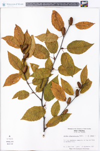 Betula alleghaniensis image